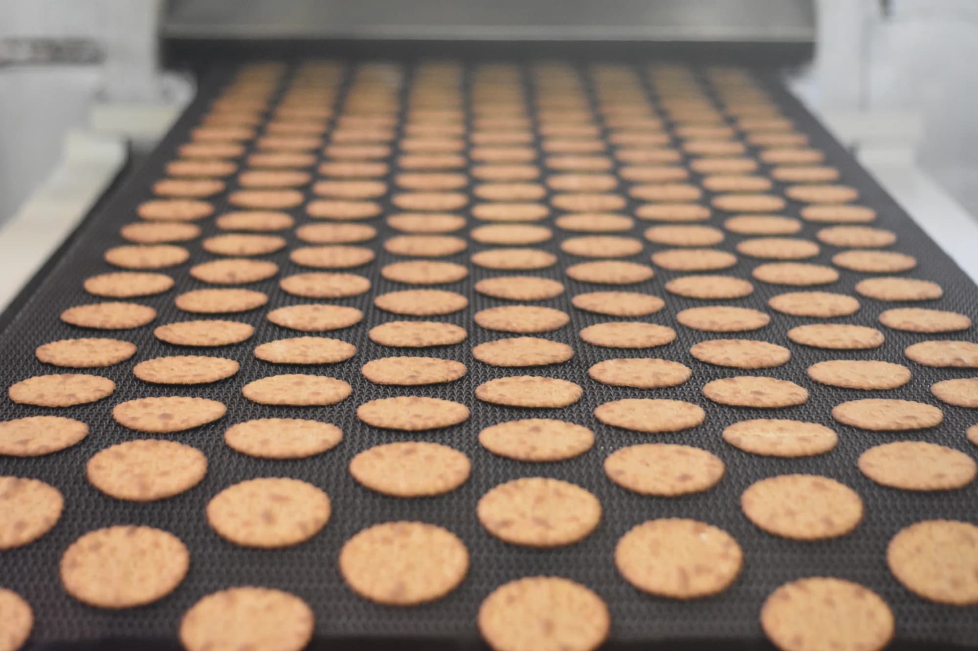 Galletitas Camet en la línea de elaboración